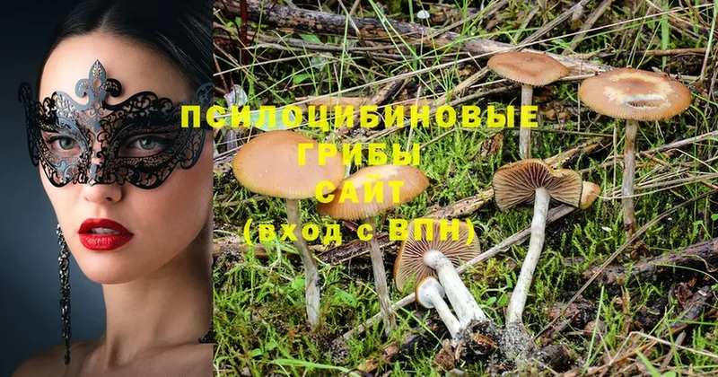 Галлюциногенные грибы MAGIC MUSHROOMS  Адыгейск 